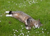 ​Basse ( dyrlægens egen kat ) nyder livet